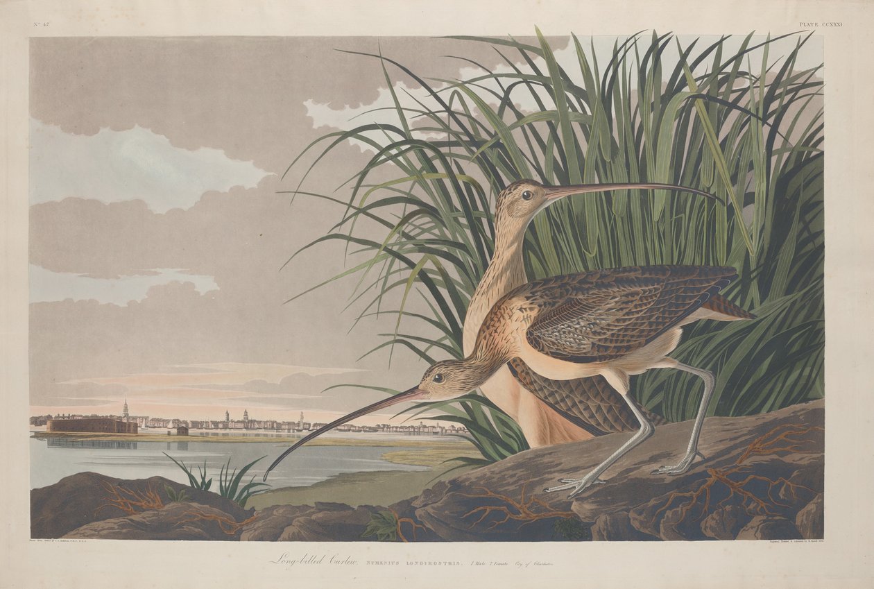 Zarapito Pico Largo de Robert Havell after John James Audubon