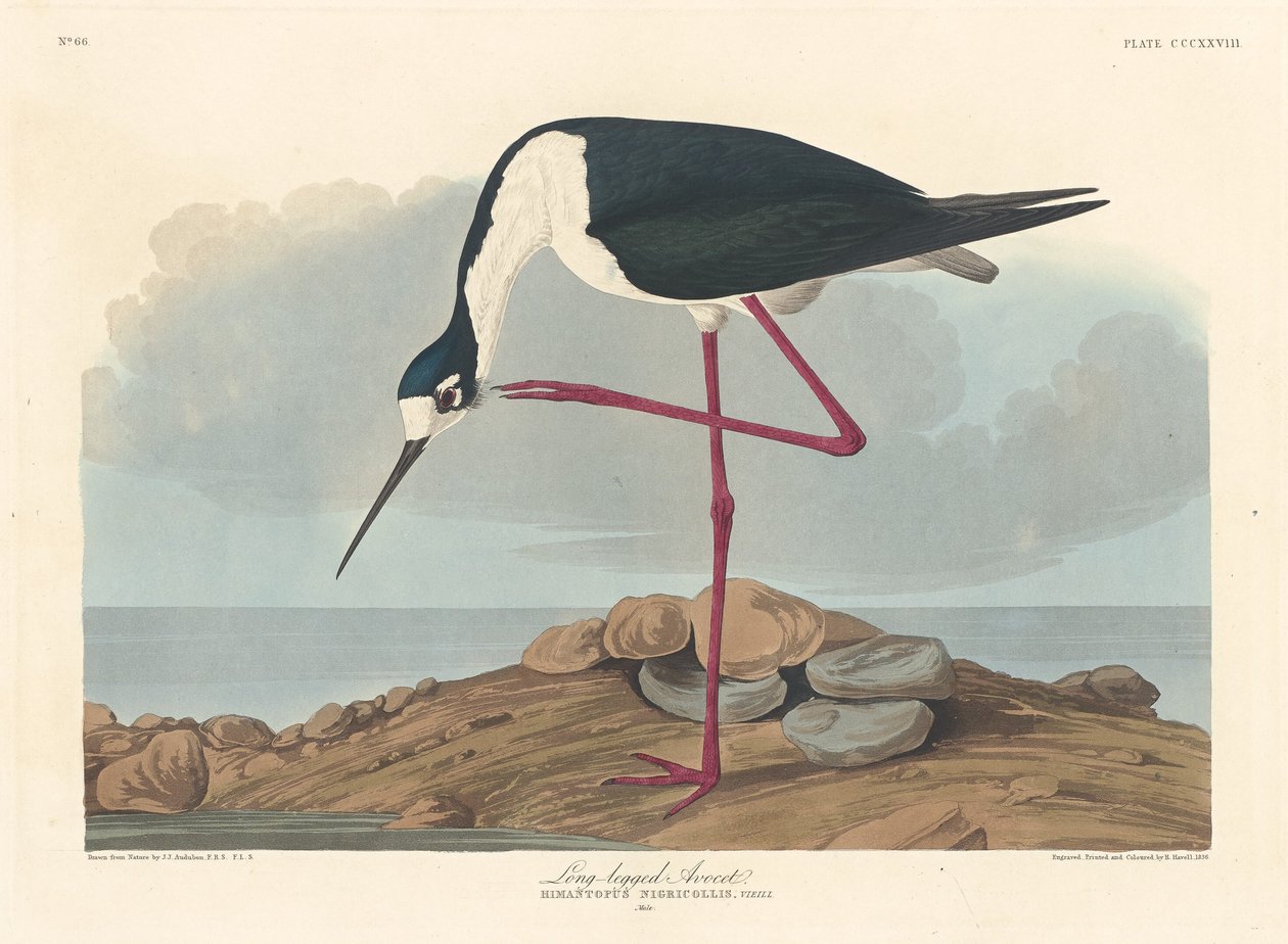 Avoceta de patas largas de Robert Havell after John James Audubon