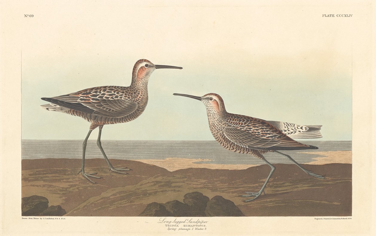 Playero de patas largas de Robert Havell after John James Audubon