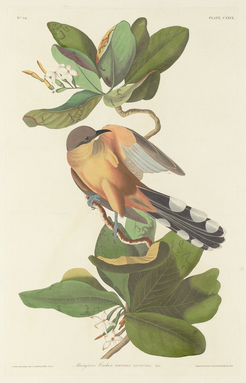 Cuco Manglar de Robert Havell after John James Audubon