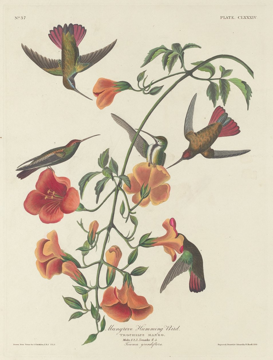 Colibrí de manglar de Robert Havell after John James Audubon