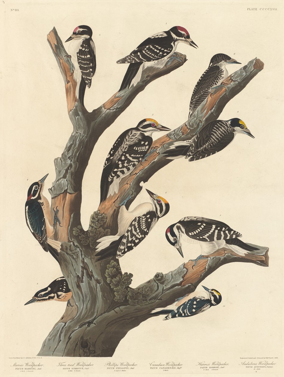 El Pájaro Carpintero de María de Robert Havell after John James Audubon