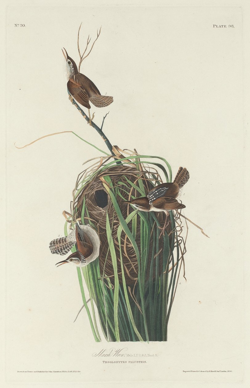 Chochín de pantano de Robert Havell after John James Audubon