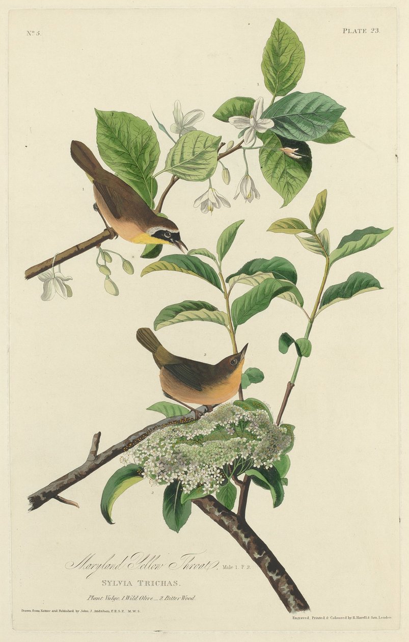 Garganta amarilla de Maryland de Robert Havell after John James Audubon