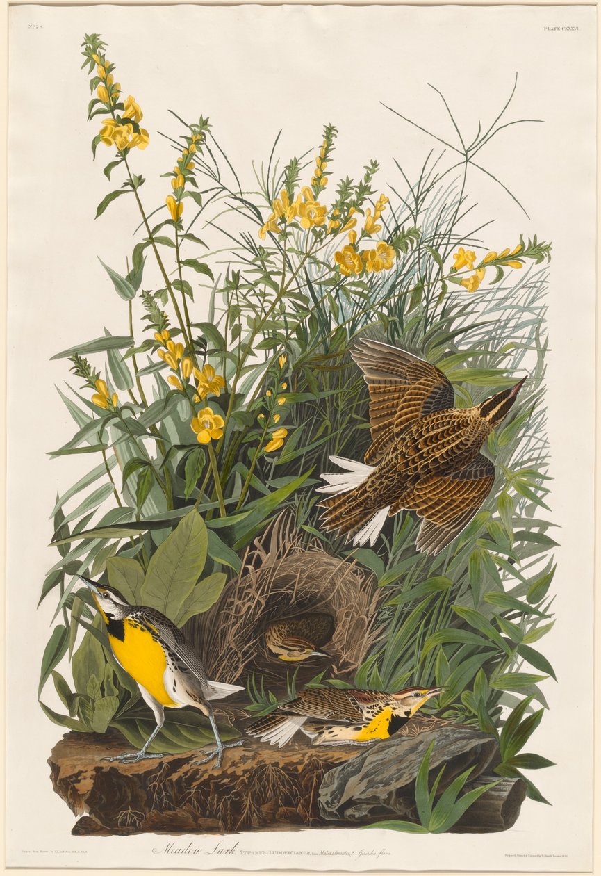 Alondra de pradera de Robert Havell after John James Audubon