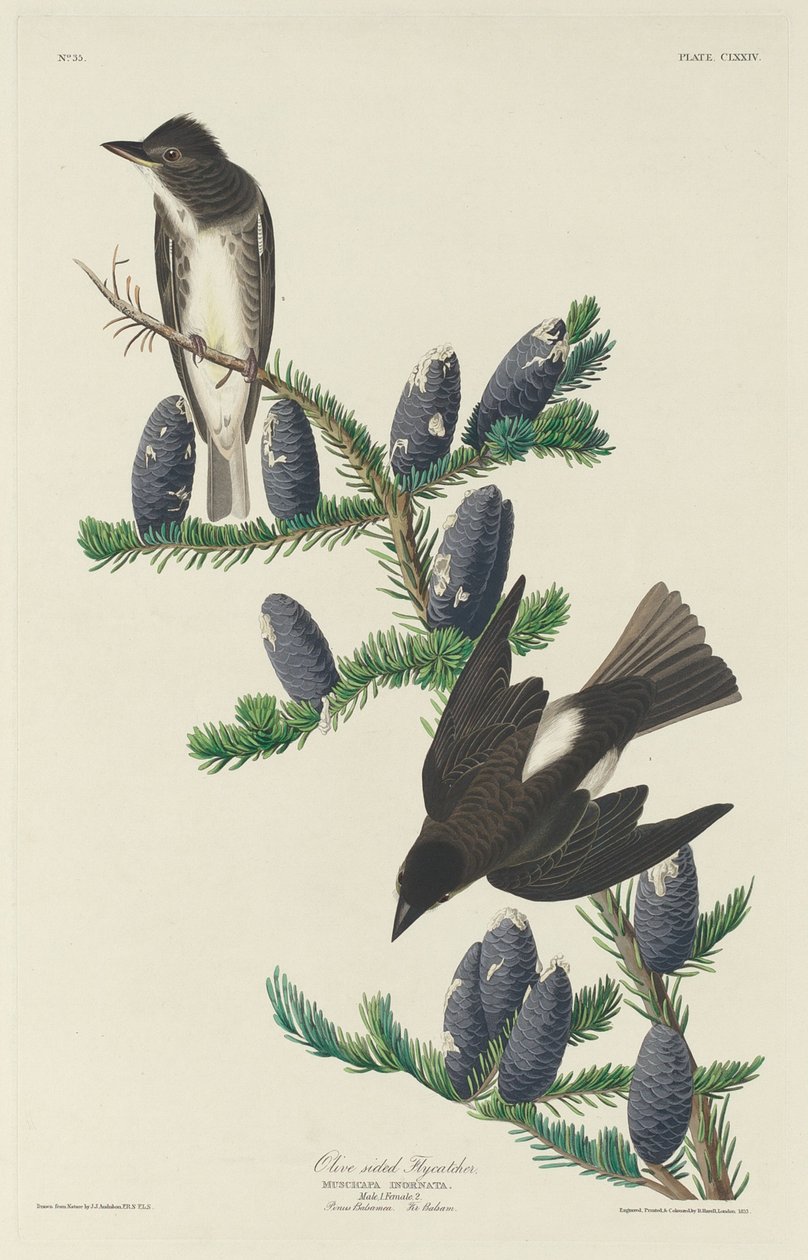 Papamoscas de lados oliva de Robert Havell after John James Audubon