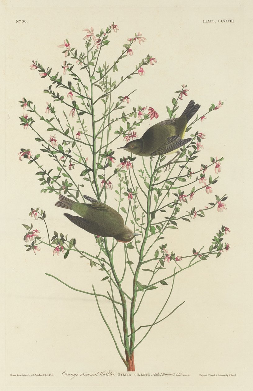 Reinita coronada de naranja de Robert Havell after John James Audubon