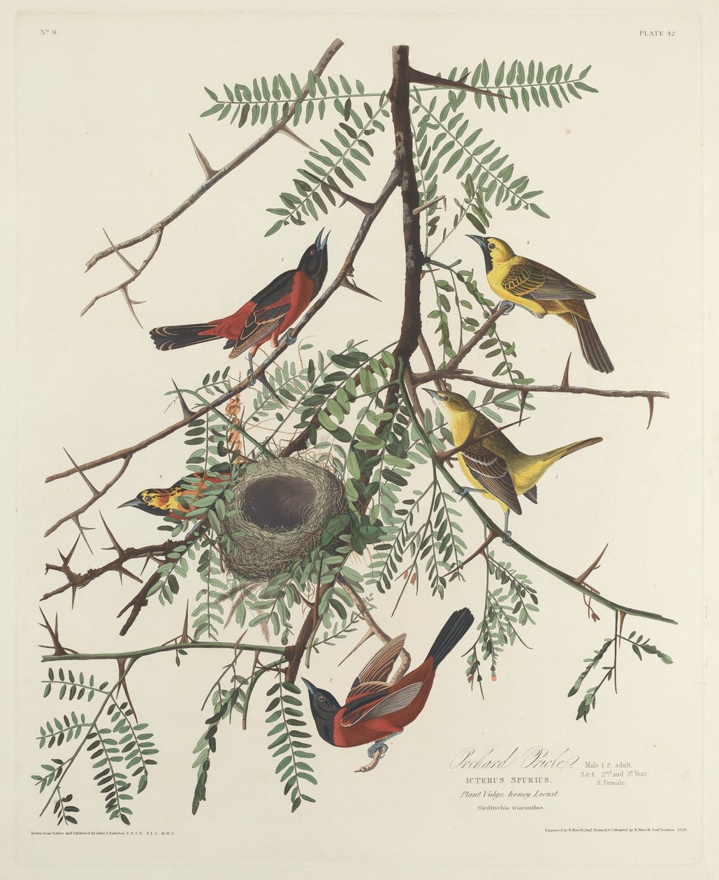 Orchard Oriole de Robert Havell after John James Audubon