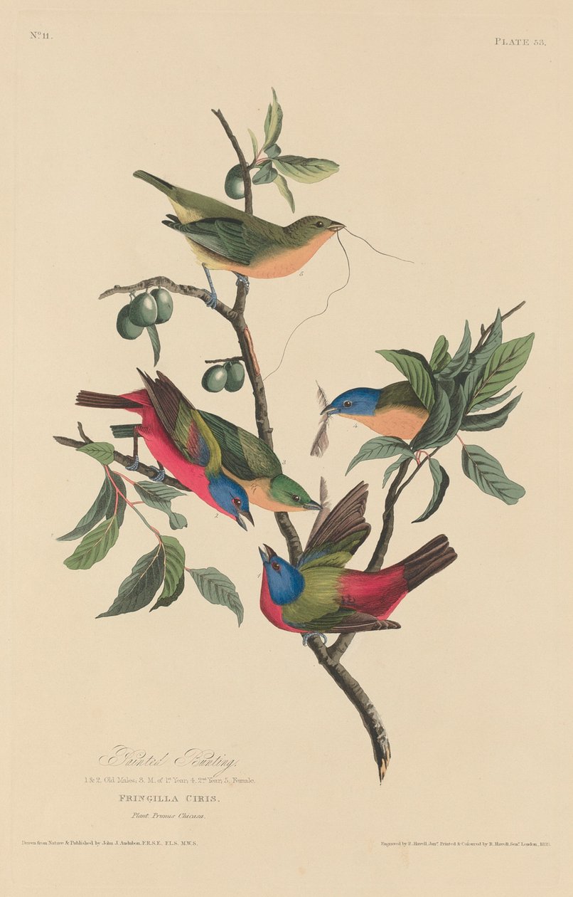 Pájaro Pintado de Robert Havell after John James Audubon
