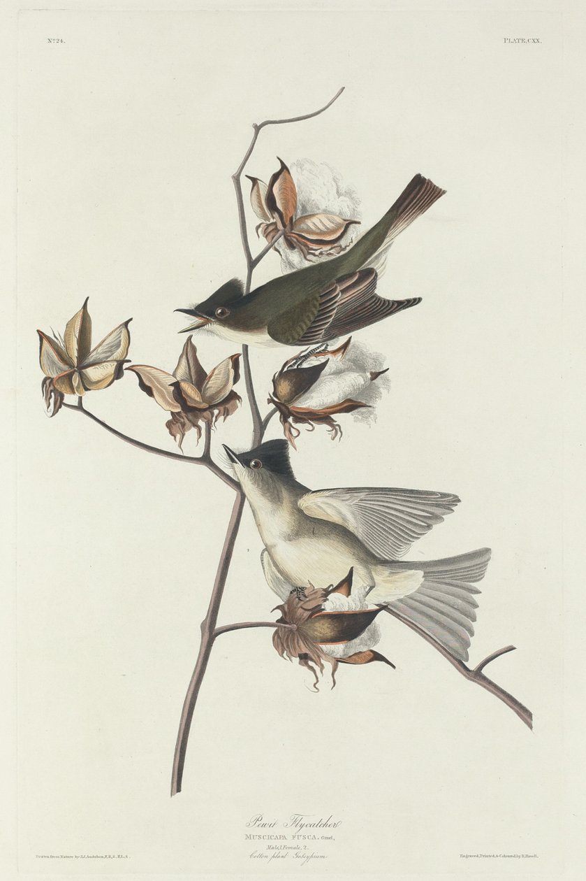 Papamoscas Pewit de Robert Havell after John James Audubon