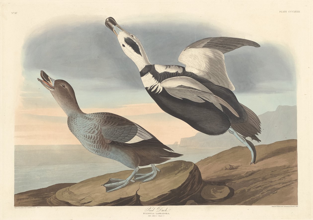 Pato pintado de Robert Havell after John James Audubon