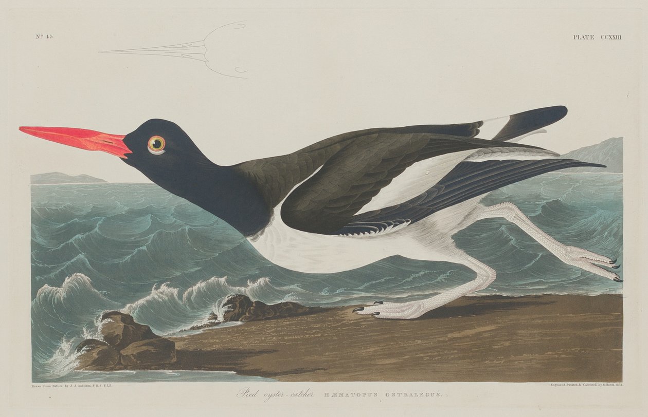 Ostrero común de Robert Havell after John James Audubon