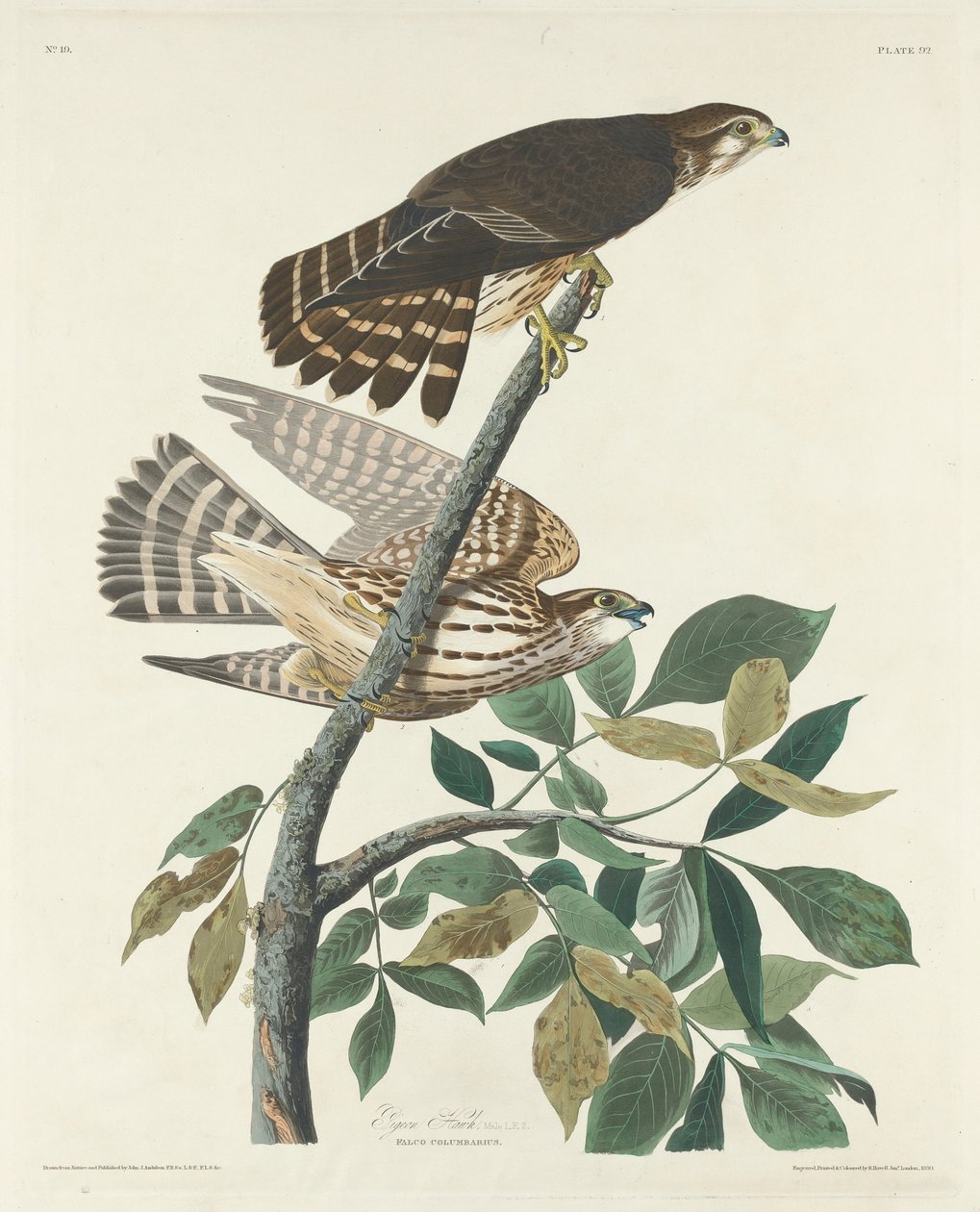 Halcón Paloma de Robert Havell after John James Audubon