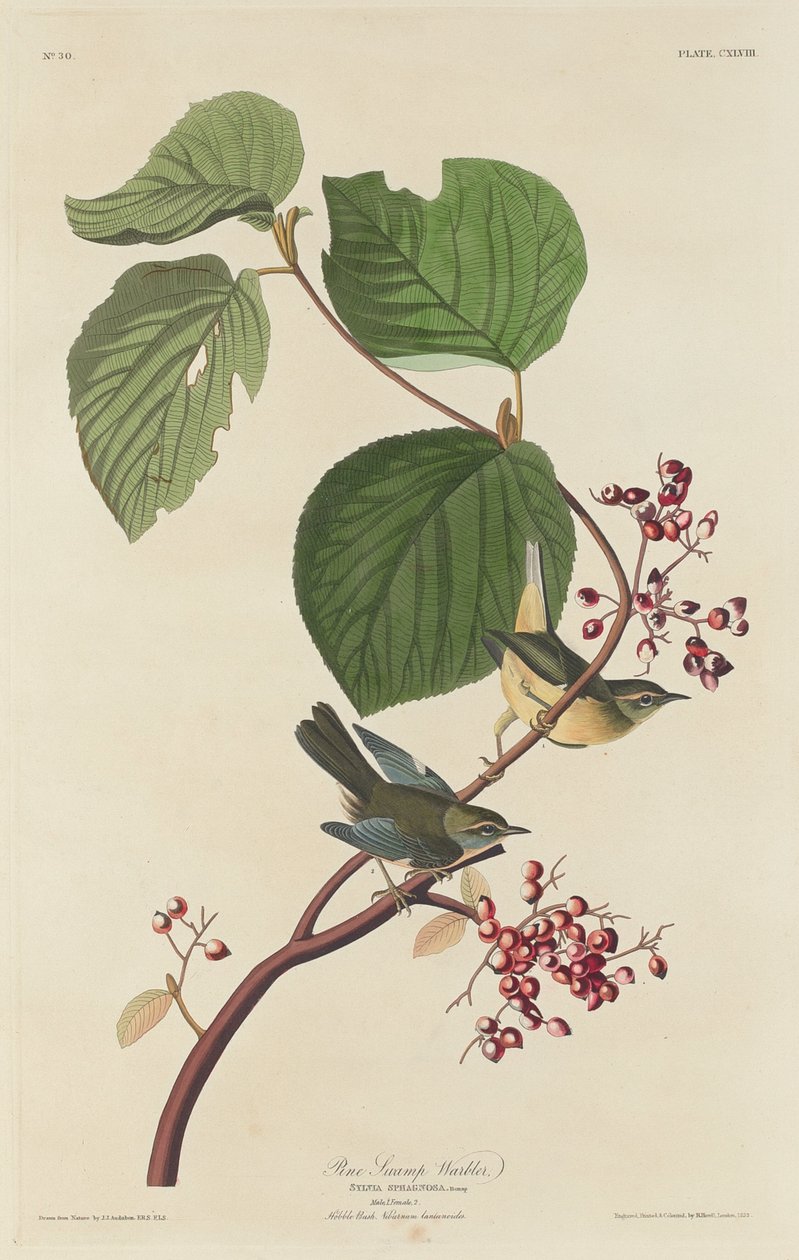 Reinita del pantano de pinos de Robert Havell after John James Audubon