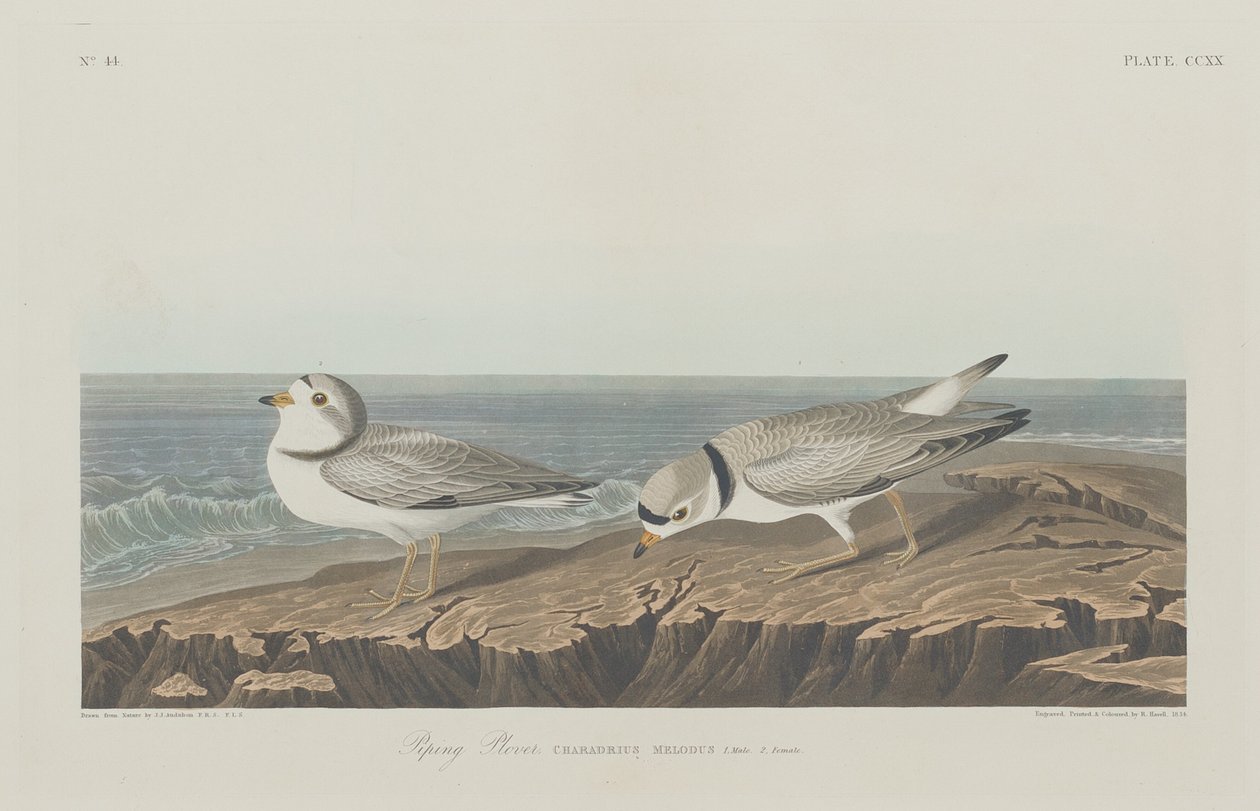 Chorlitejo silbador de Robert Havell after John James Audubon