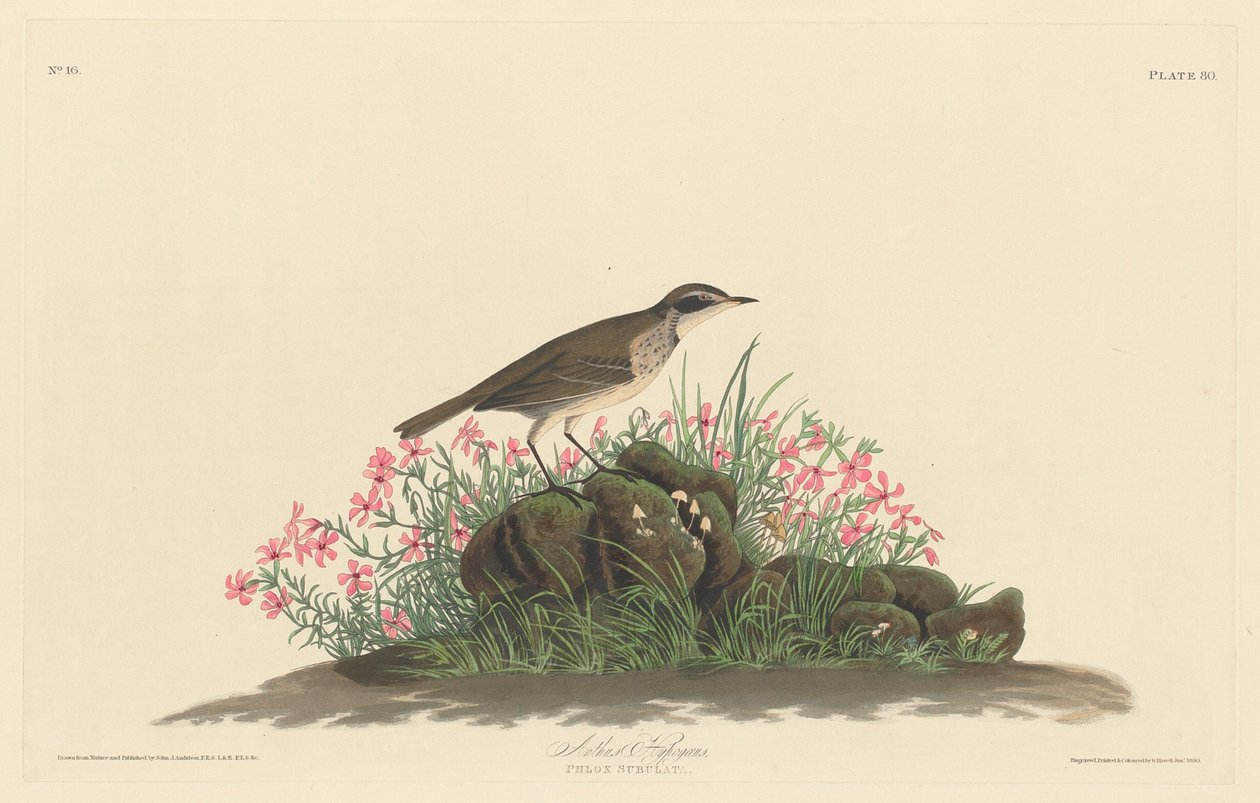 Bisbita de las praderas de Robert Havell after John James Audubon