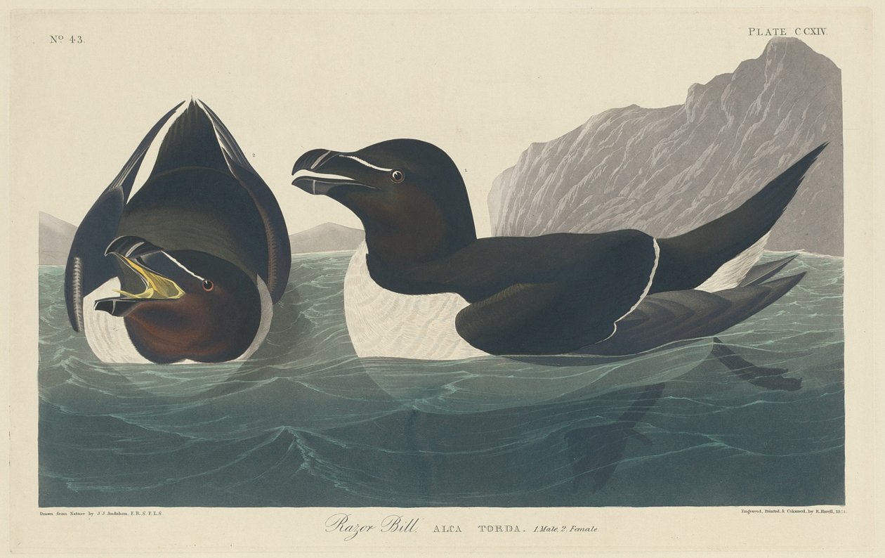 Alca Torda de Robert Havell after John James Audubon