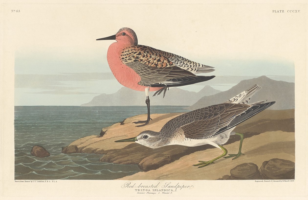 Correlimos de pecho rojo de Robert Havell after John James Audubon