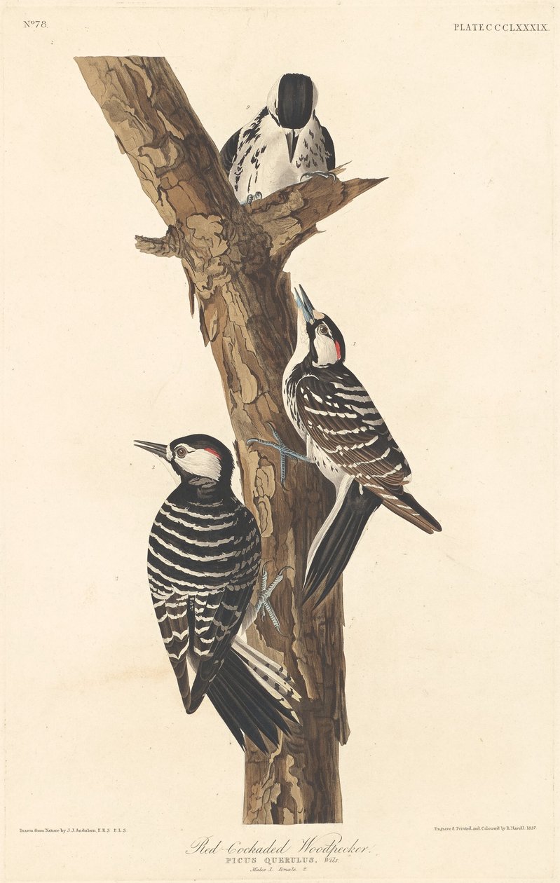 Pájaro Carpintero de Cresta Roja de Robert Havell after John James Audubon