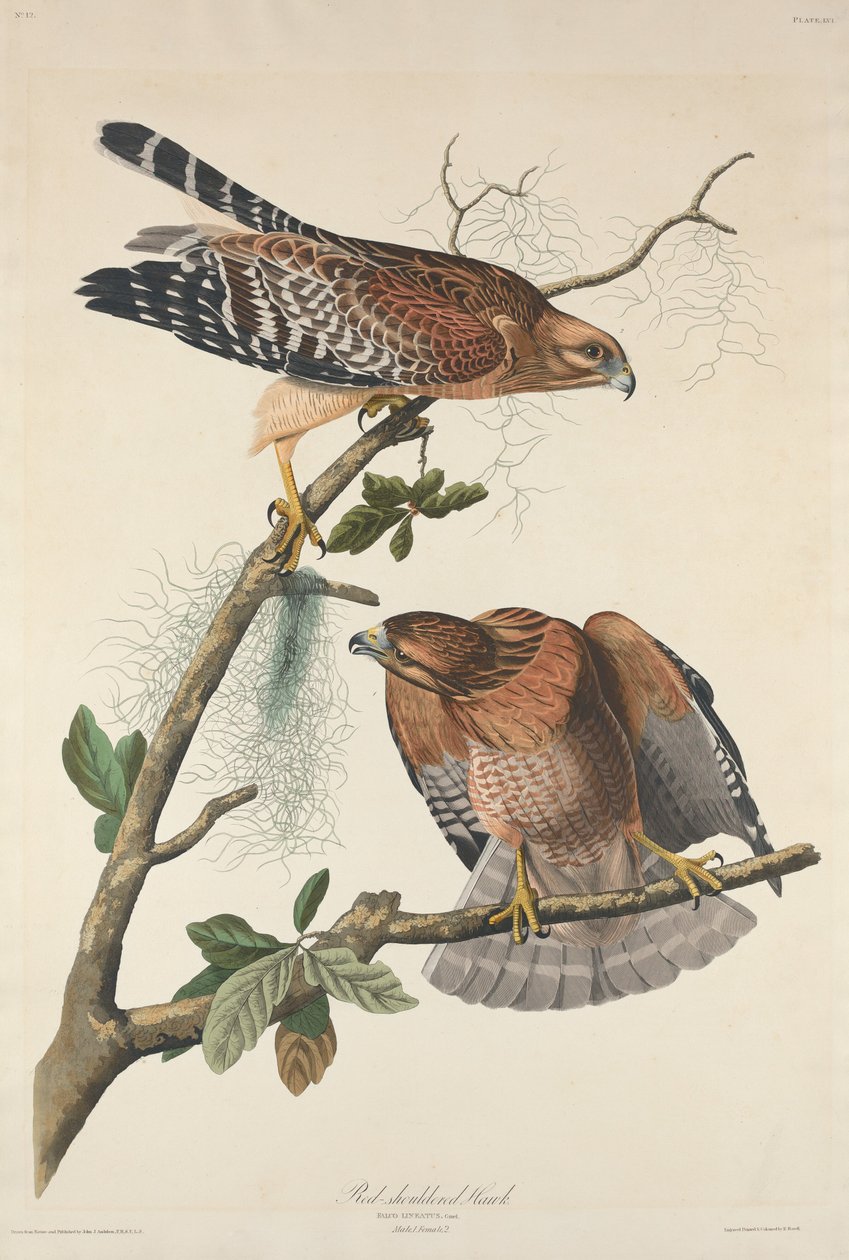 Halcón de hombros rojos de Robert Havell after John James Audubon