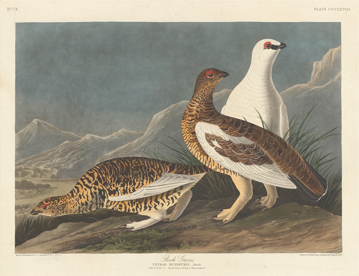 Perdiz nival de Robert Havell after John James Audubon
