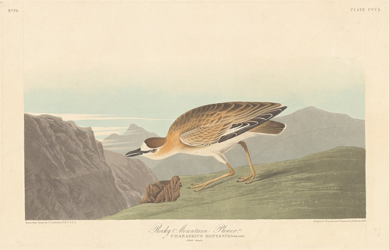 Chorlito de las Montañas Rocosas de Robert Havell after John James Audubon