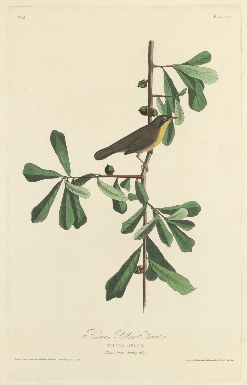 Garganta amarilla de Roscoe de Robert Havell after John James Audubon