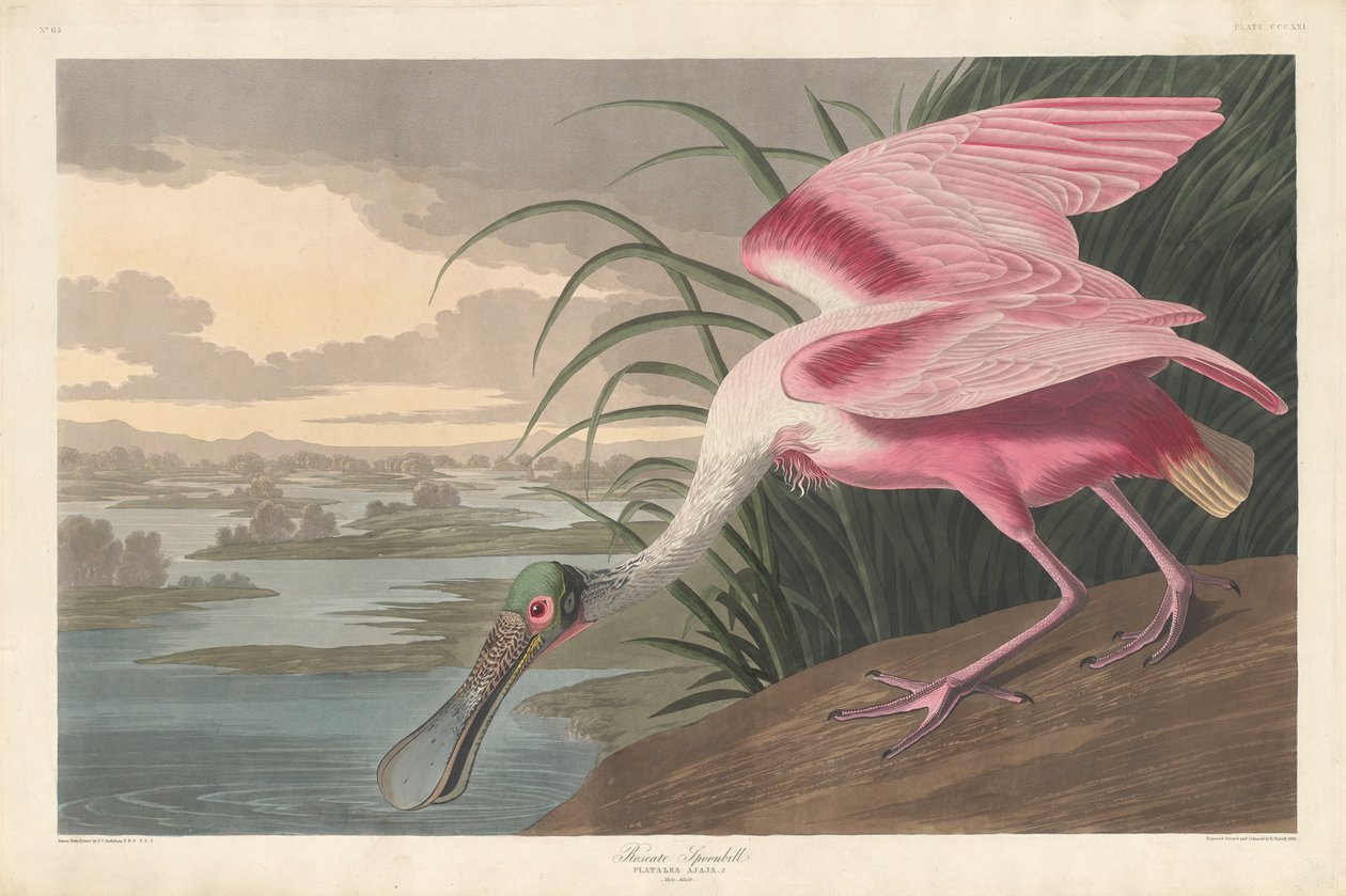 Espátula rosada de Robert Havell after John James Audubon