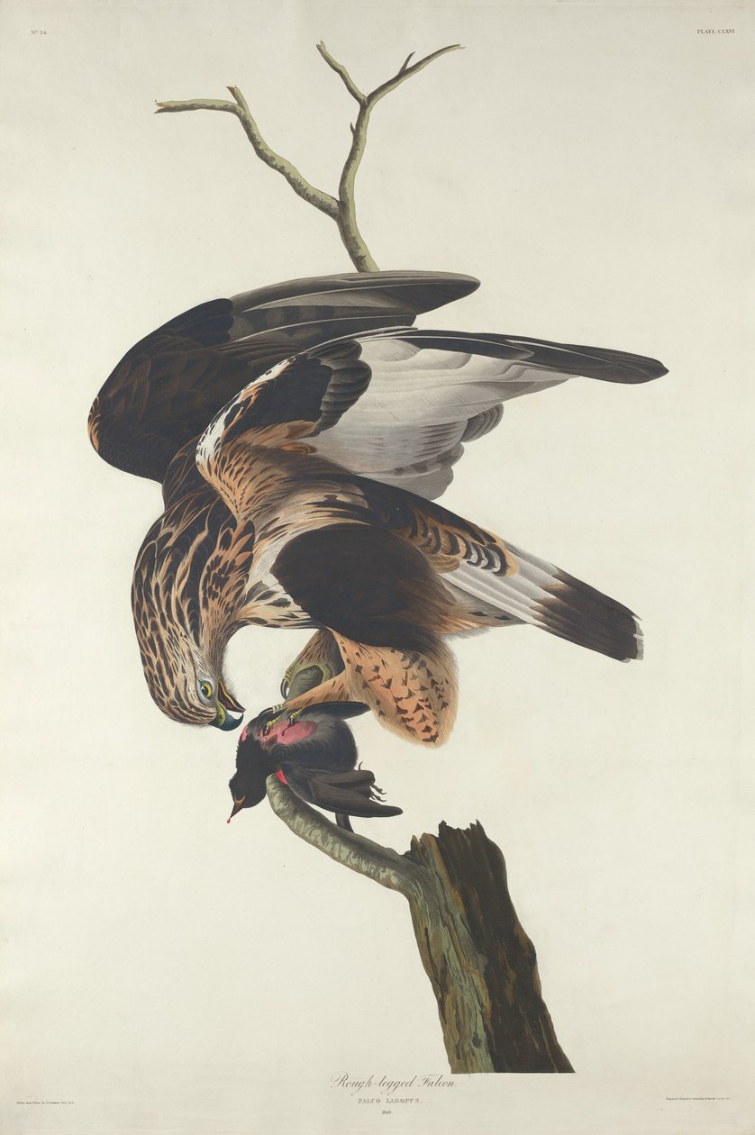 Halcón de Patas Rudas de Robert Havell after John James Audubon