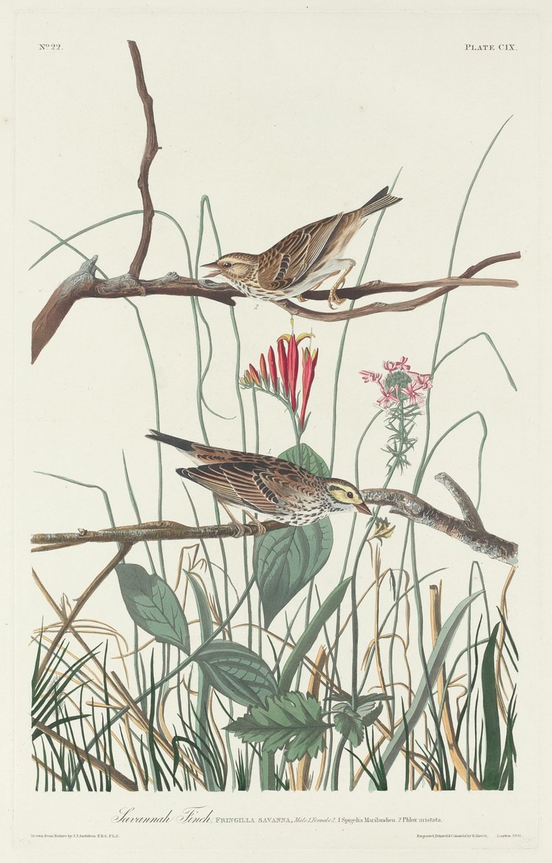Pinzón de la Sabana de Robert Havell after John James Audubon