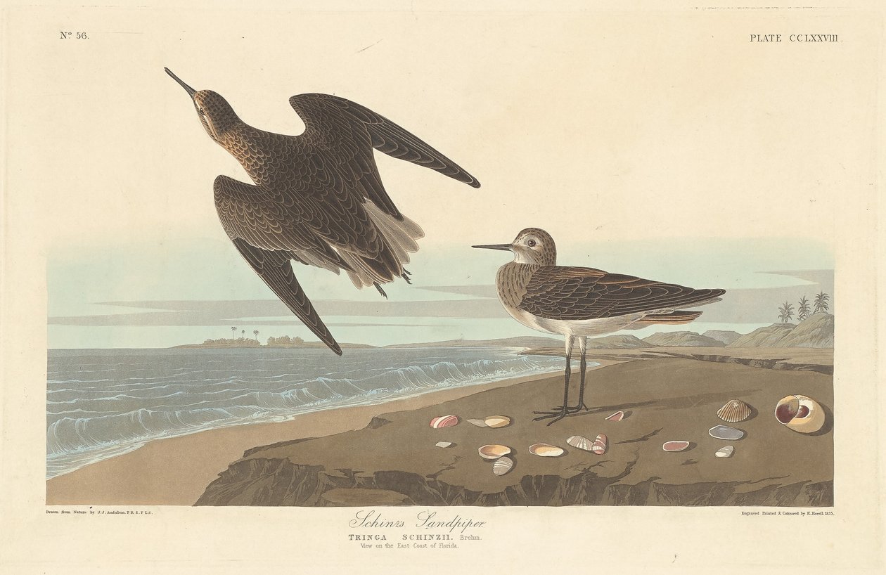 Correlimos de Schinz de Robert Havell after John James Audubon