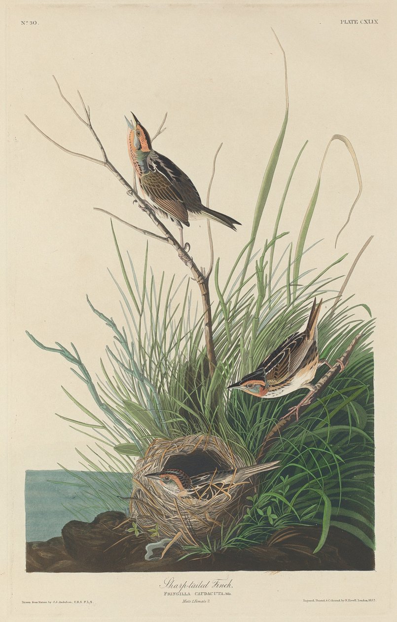 Pinzón de cola afilada de Robert Havell after John James Audubon