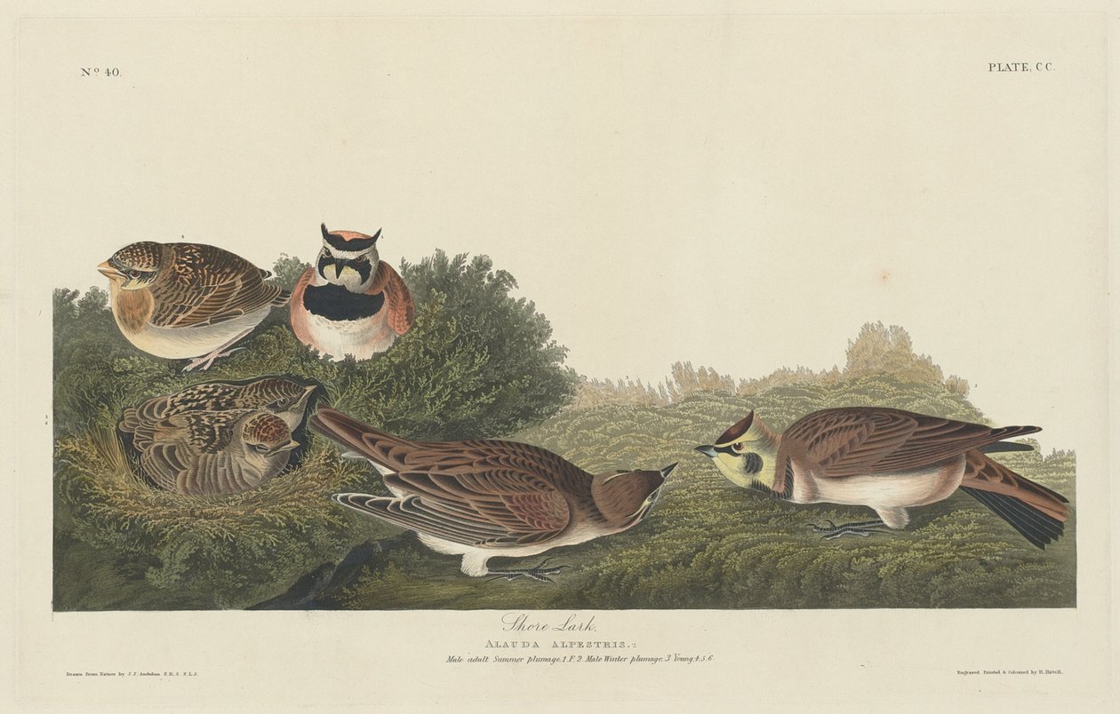 Alondra de la Costa de Robert Havell after John James Audubon