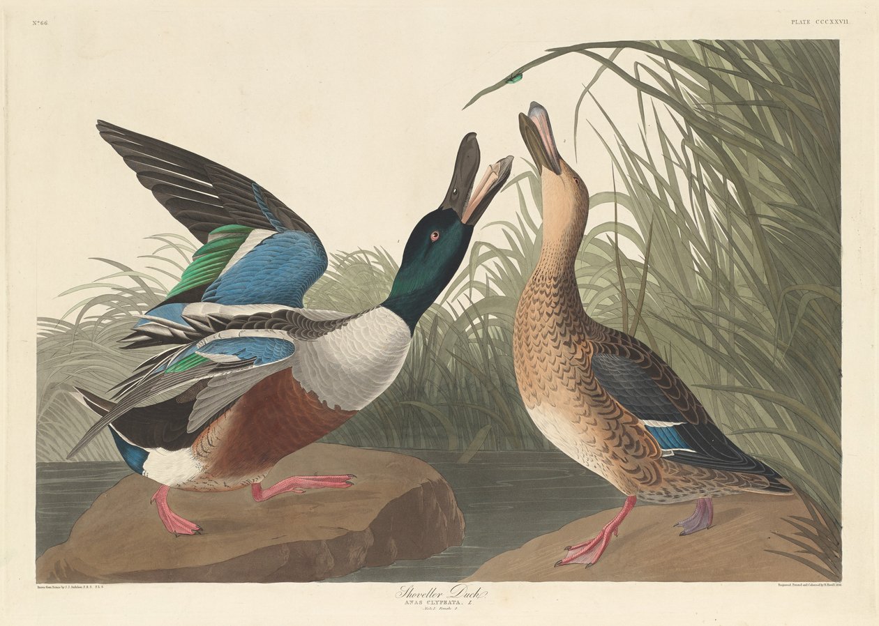 Pato cuchara de Robert Havell after John James Audubon