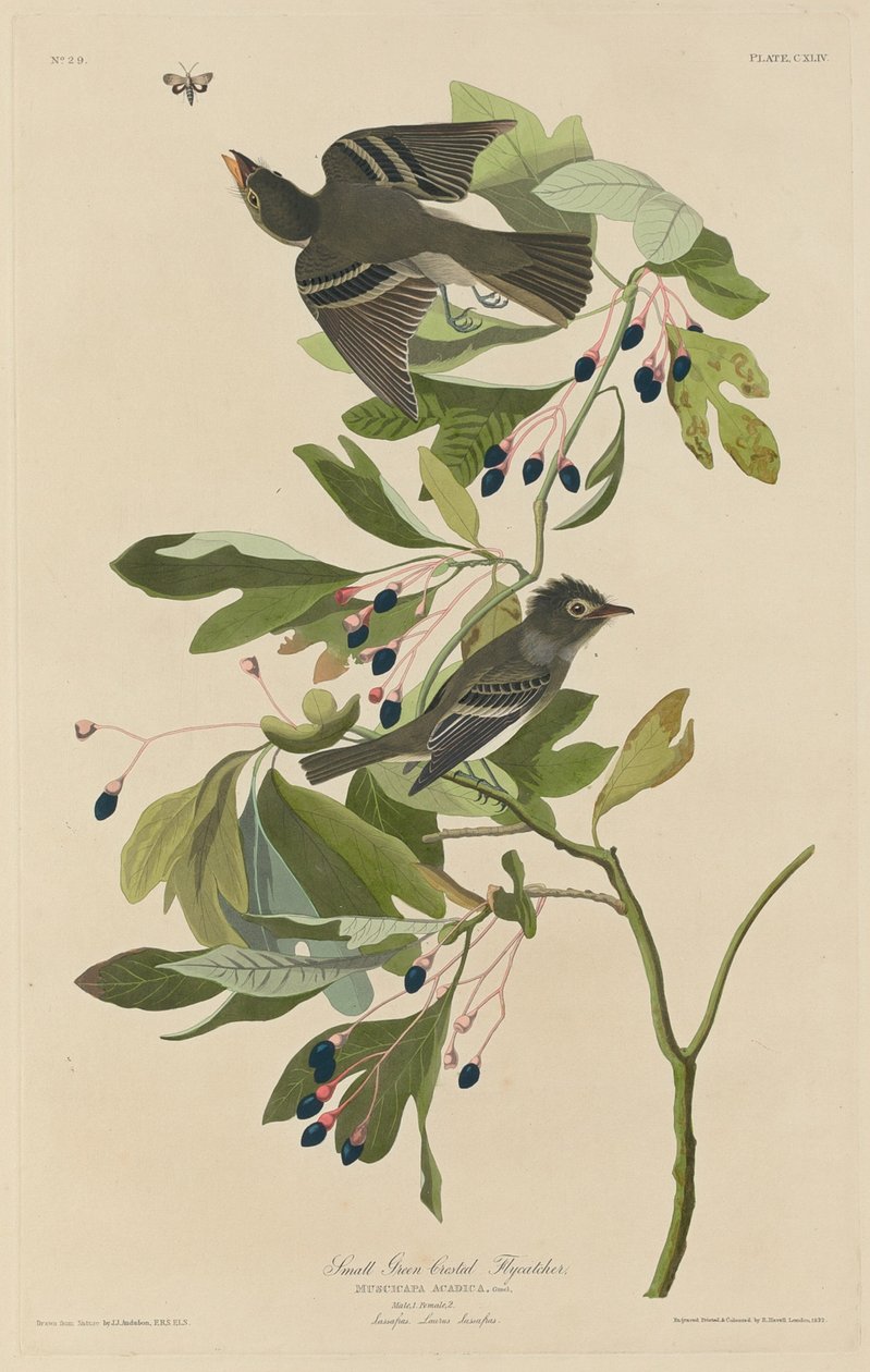 Pequeño atrapamoscas de cresta verde de Robert Havell after John James Audubon
