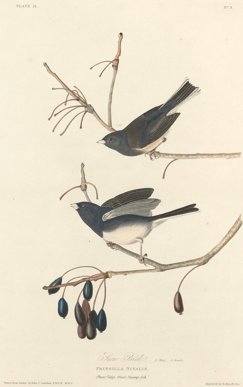 Pájaro de nieve de Robert Havell after John James Audubon