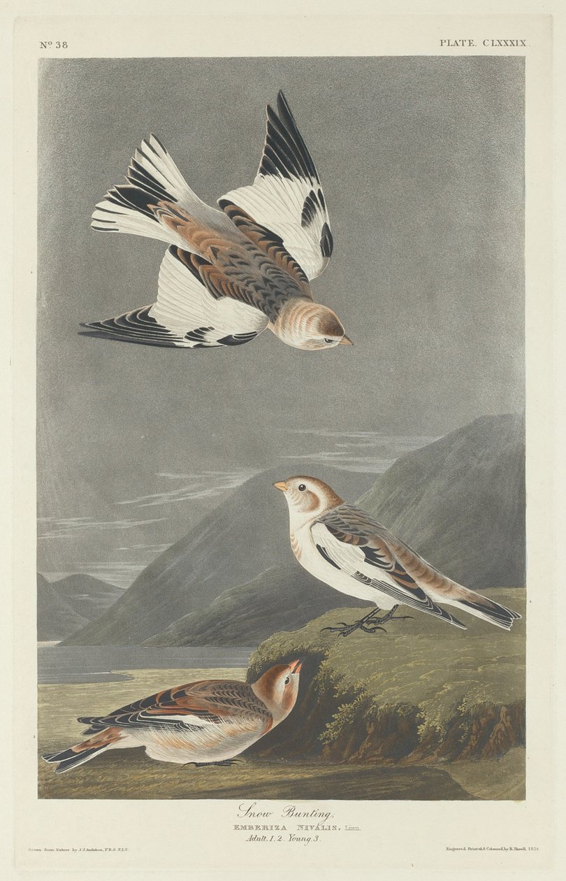 Escribano nival de Robert Havell after John James Audubon