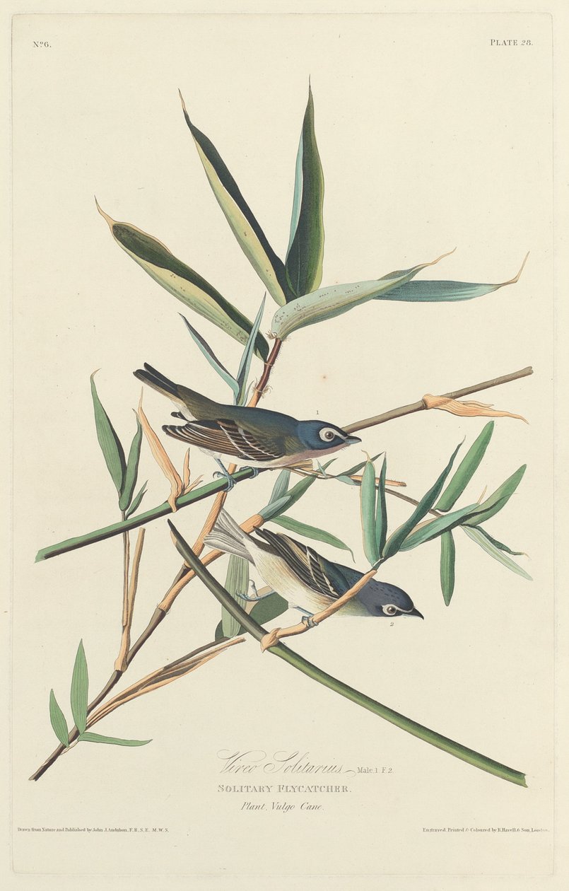 Atrapamoscas solitario de Robert Havell after John James Audubon