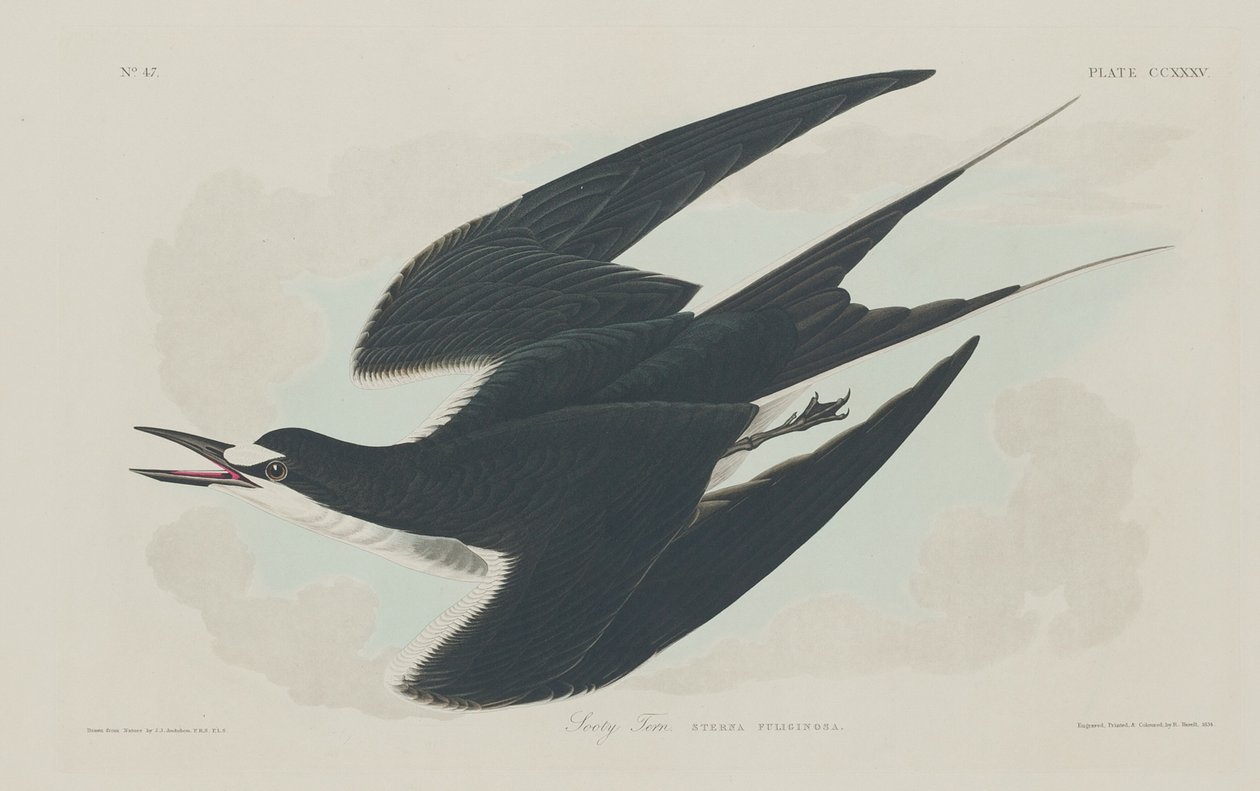 Charrán sombrío de Robert Havell after John James Audubon