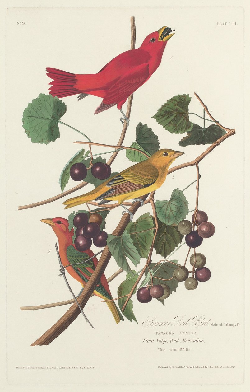 Pájaro rojo de verano de Robert Havell after John James Audubon