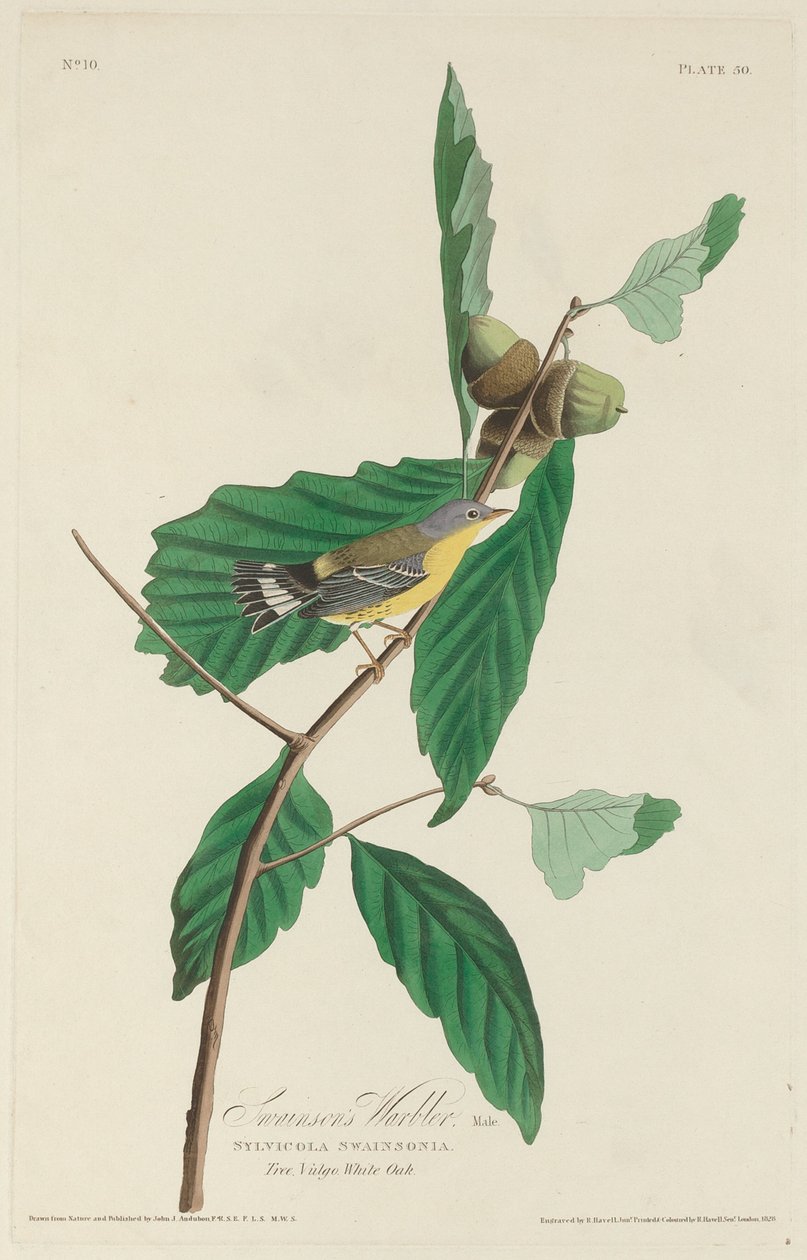 Reinita de Swainson de Robert Havell after John James Audubon