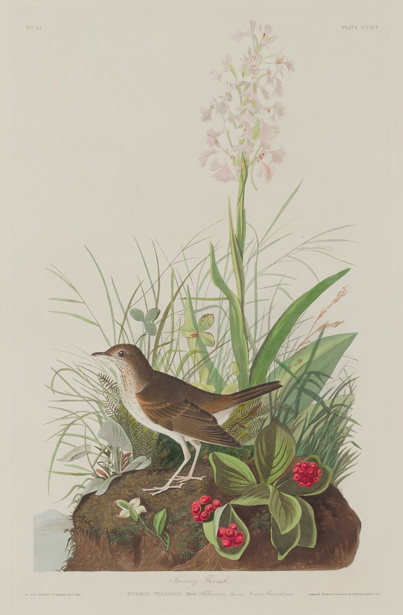 Zorzal leonado de Robert Havell after John James Audubon