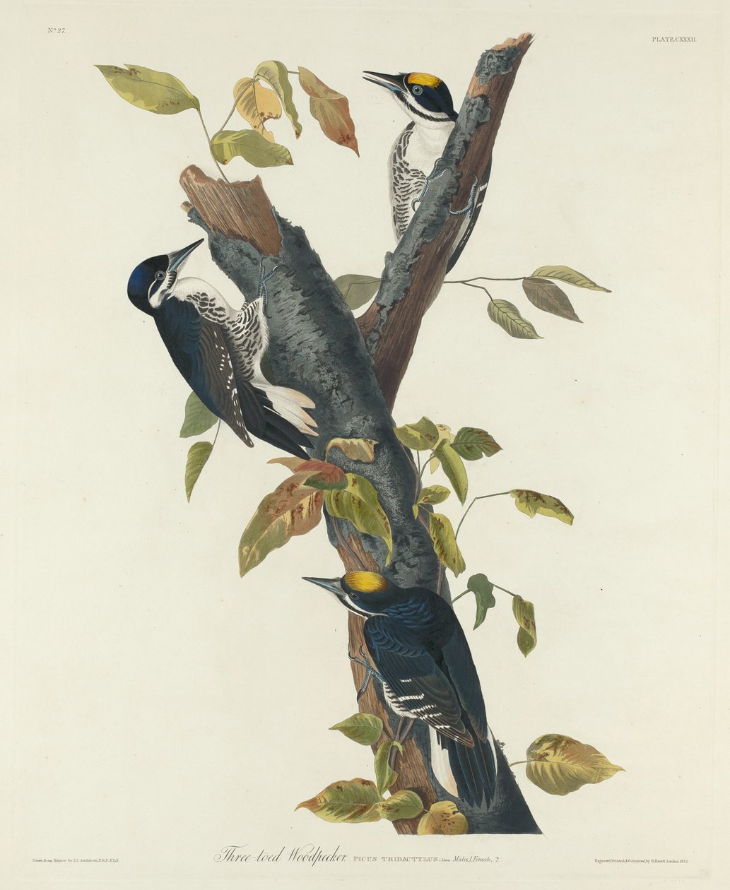 Pájaro Carpintero de Tres Dedos de Robert Havell after John James Audubon