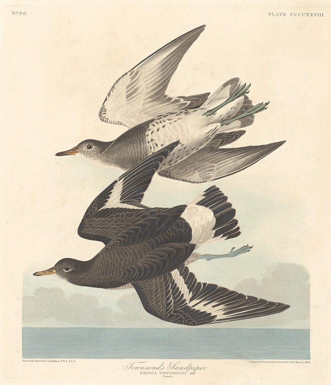 Playero de Townsend de Robert Havell after John James Audubon