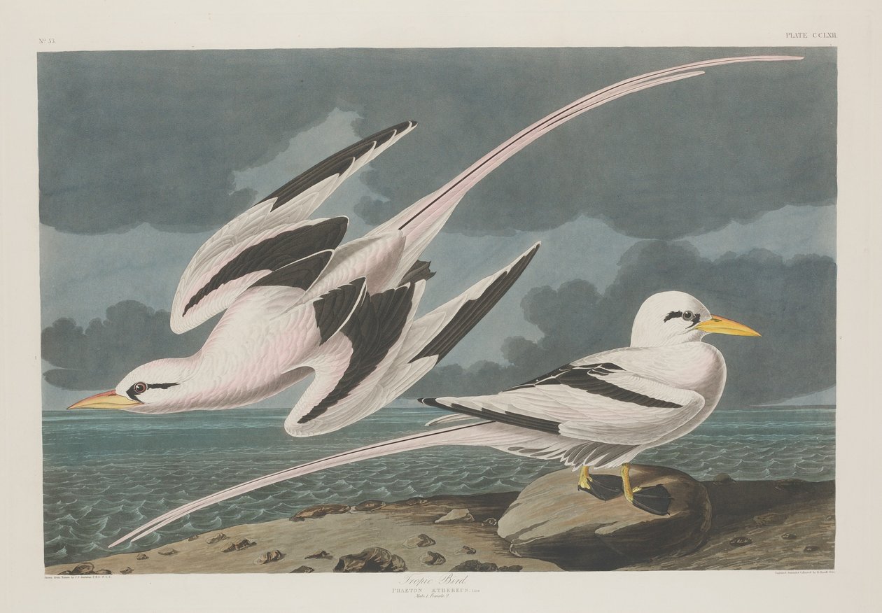 Ave tropical de Robert Havell after John James Audubon