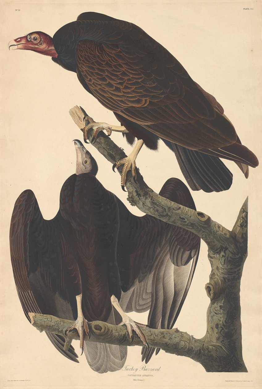 Buitre de Turquía de Robert Havell after John James Audubon