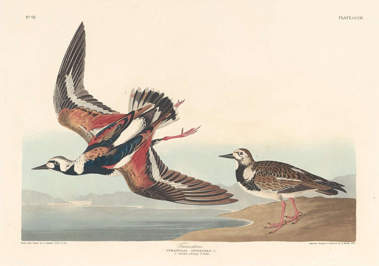 Vuelvepiedras de Robert Havell after John James Audubon