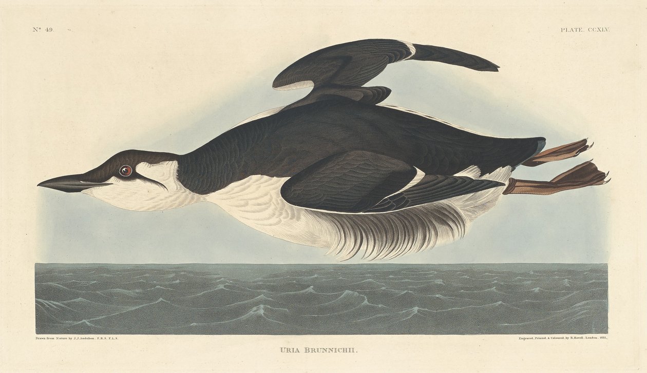 Uria Brunnichii de Robert Havell after John James Audubon