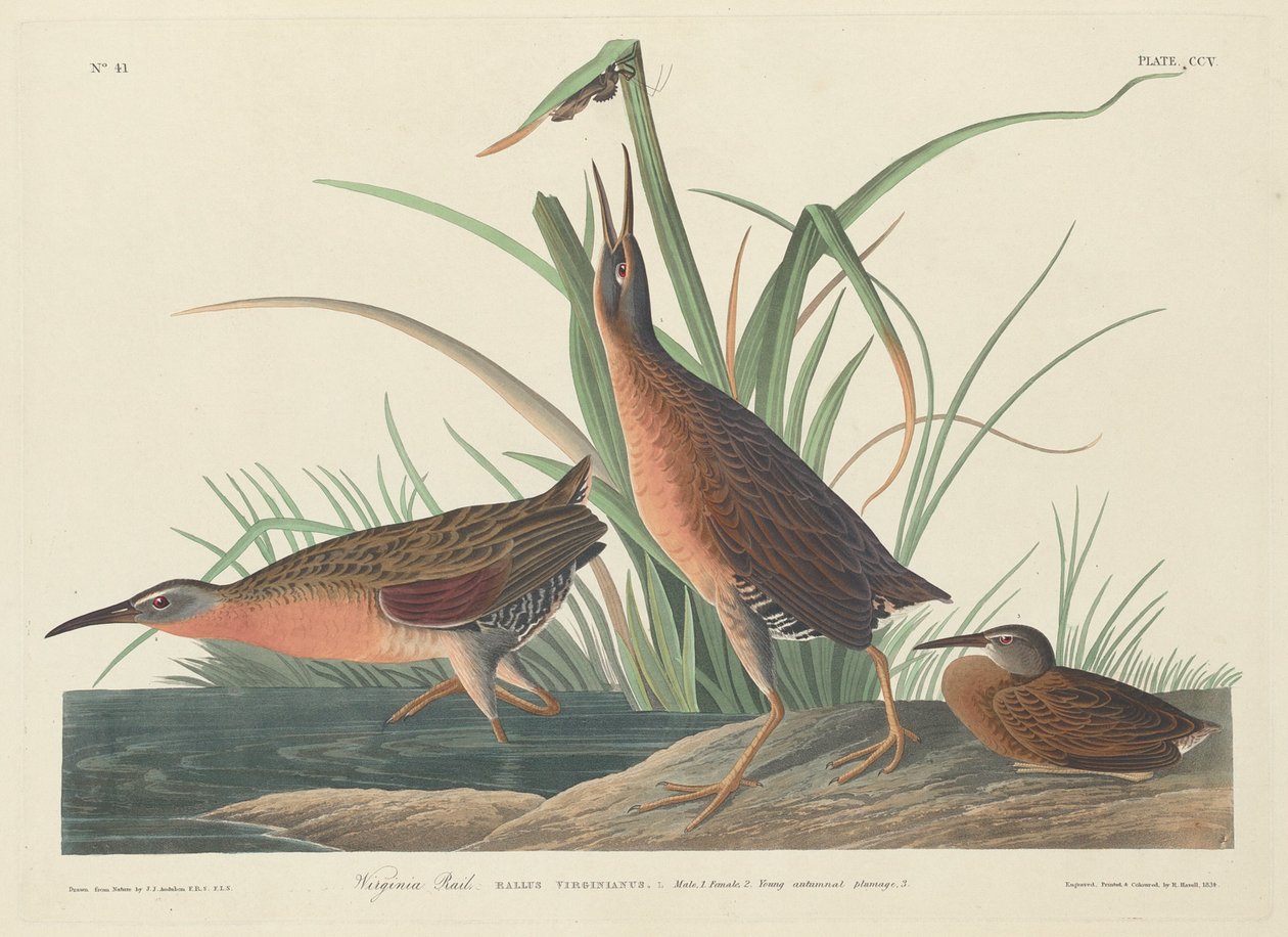Rascón de Virginia de Robert Havell after John James Audubon