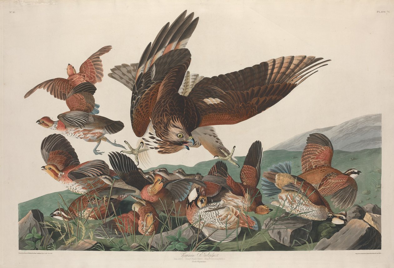 Perdiz de Virginia de Robert Havell after John James Audubon
